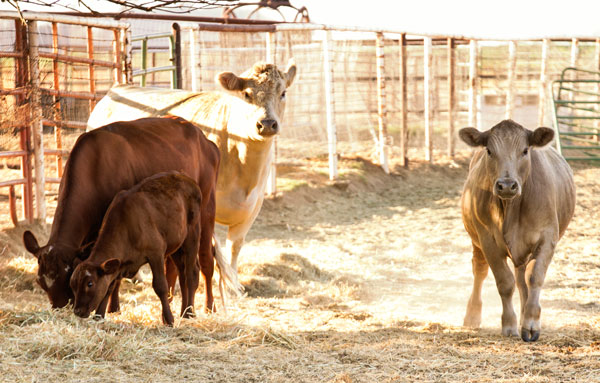 Cattle at Riverland Farms